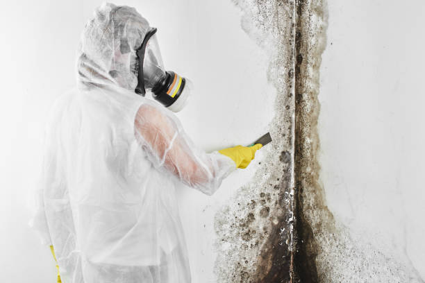 Best Water Damage Restoration  in Heber Springs, AR
