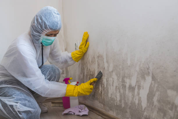 Best Residential Mold Removal  in Heber Springs, AR