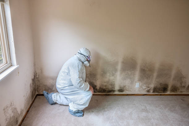 Home Mold Removal in Heber Springs, AR