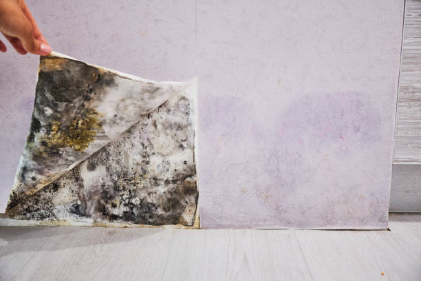 Best Mold Remediation  in Heber Springs, AR
